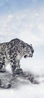 snow leopard phone wallpaper