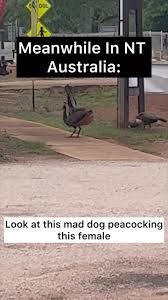 Image result for meanwhile in australia