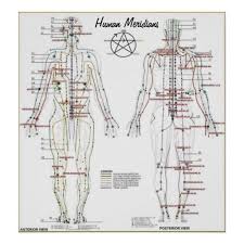 Human Meridians Pressure Point Chart Poster Zazzle Com