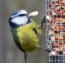 tips on feeding garden birds in winter