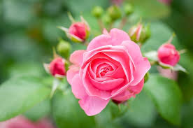 pink rose flower with buds in roses