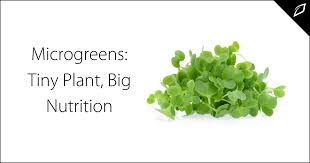 microgreens tiny plant big nutrition