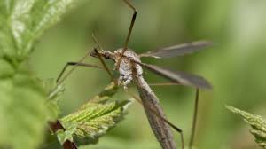 As with our other list pages, you can click on the small 'x' in each entry to remove unneeded/unwanted entries in the result. Daddy Longlegs The Wildlife Trusts