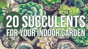 The Best Indoor Succulents Our Top 20