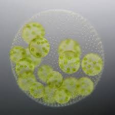 Unicellular To Multicellular What Can The Green Alga Volvox