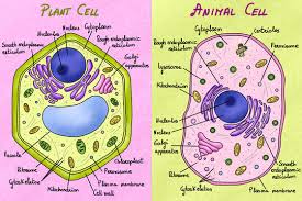 plant and cell images browse