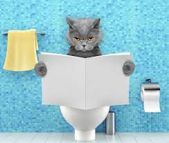 4 home remes for cat diarrhea pet