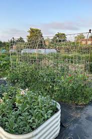 2023 Allotment Growing Roundup With