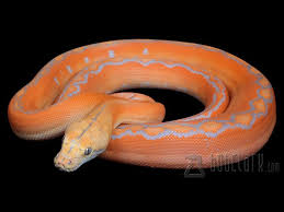 Male Purple Golden Child Reticulated Python Reticulated