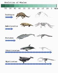 Evolution Evolution Of Whales
