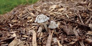 how to grow mushrooms on woodchip