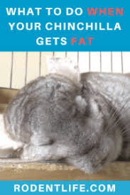 Chinchilla Growth Weight Body Size Cage Size And
