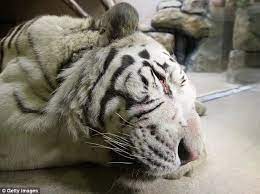 Rare White Tiger Escapes Enclosure And