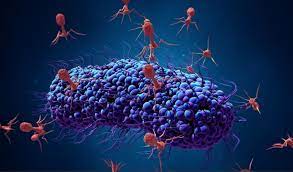 Buscan desarrollar nuevos fármacos basados en virus bacteriófagos - NotiJenck