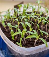 how to plant tomatoes sprouting seeds