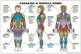 Exercise Muscle Guide Male 24x36 By Fitnus Chart Series