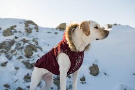 Canada Pooch Alaskan Army Parka Dogs That Hike