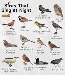 list of birds that sing at night