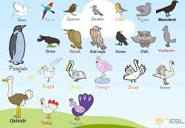 bird names list of birds and types of
