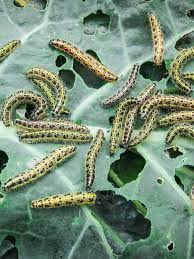 cabbage worms