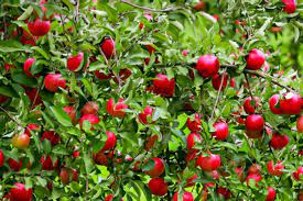 Fleming's recommend these as the pick of the dwarf crop. 11 Dwarf Fruit Trees You Can Grow In Small Yards