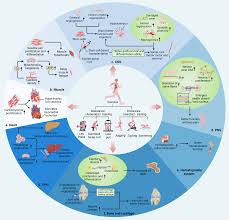 molecular mechanisms of exercise