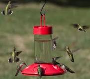 what-is-the-best-way-to-attract-hummingbirds