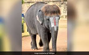 meet bob cut sengamalam an elephant