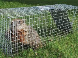 Lethal trapping of groundhogs is one of the best ways to remove groundhogs from your property for good. Groundhog Day 5 Methods To Control Woodchucks Pest Management Professional