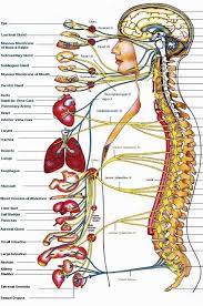 Nerve Chart Hatlen Family Chiropractic Chiropractor In