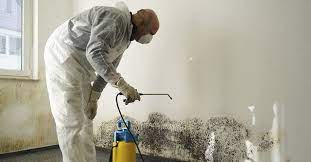 The 10 Best Mold Remediation Companies