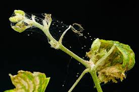 All About Spider Mites And How To Get Rid Of Them Green And Vibrant