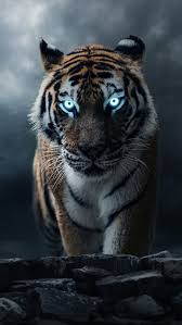 cool tiger blue water hd phone