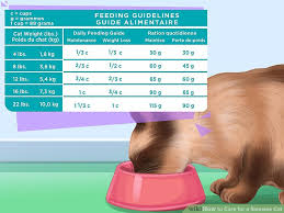 Siamese Cat Weight Chart All About Foto Cute Cat Mretmlle Com