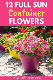 12 Full Sun Container Flowers Urban