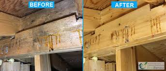 Of Attic Decontamination And