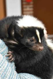 In some states, like alabama, it is completely legal to keep the skunk if it was bred in the state. These Skunks Are Cuddly Not Stinky