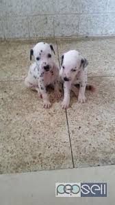 It's free to post an ad. Dalmatian Puppy For Sale At Kochi Kochi Free Classifieds