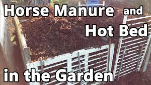 horse manure and hot bed in the garden