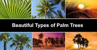 40 types of palm trees with