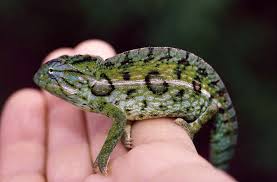 carpet chameleon care tips reptiles