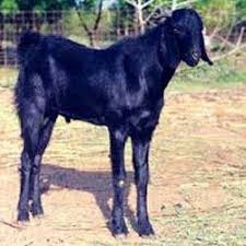 Osmanabadi Goat Wholesale Price Mandi Rate For
