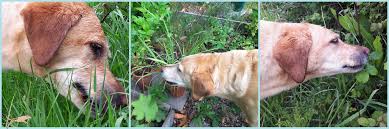 why does my dog eat gr hedgerow