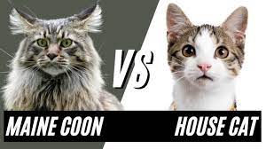maine vs normal house cat hows a