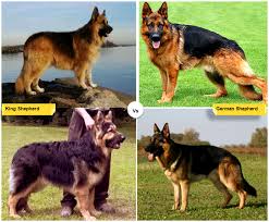 Ou puppies are one thousand dollars each. 11 Dog Breeds Like The German Shepherd Pethelpful By Fellow Animal Lovers And Experts