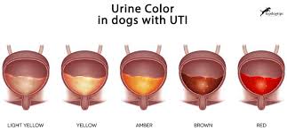 Urinary Tract Infection In Dogs Prevention And Treatments