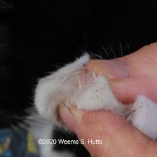 clipping your cats nails petmate academy