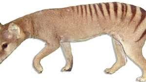 However, a number of recent sightings have reignited the discussion about the animals continued existence on the australian mainland. Thylacine Facts Sightings Britannica