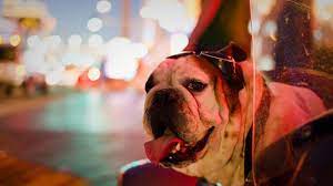 7 dog friendly things to do in vegas