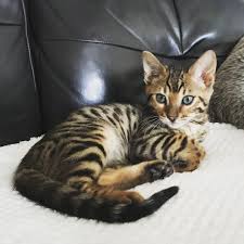 A belgian bengal cat whose deep green eyes and unique markings make him a. Pictures And Facts About Bengal Cats And Kittens